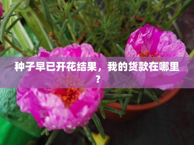 种子早已开花结果，我的货款在哪里？