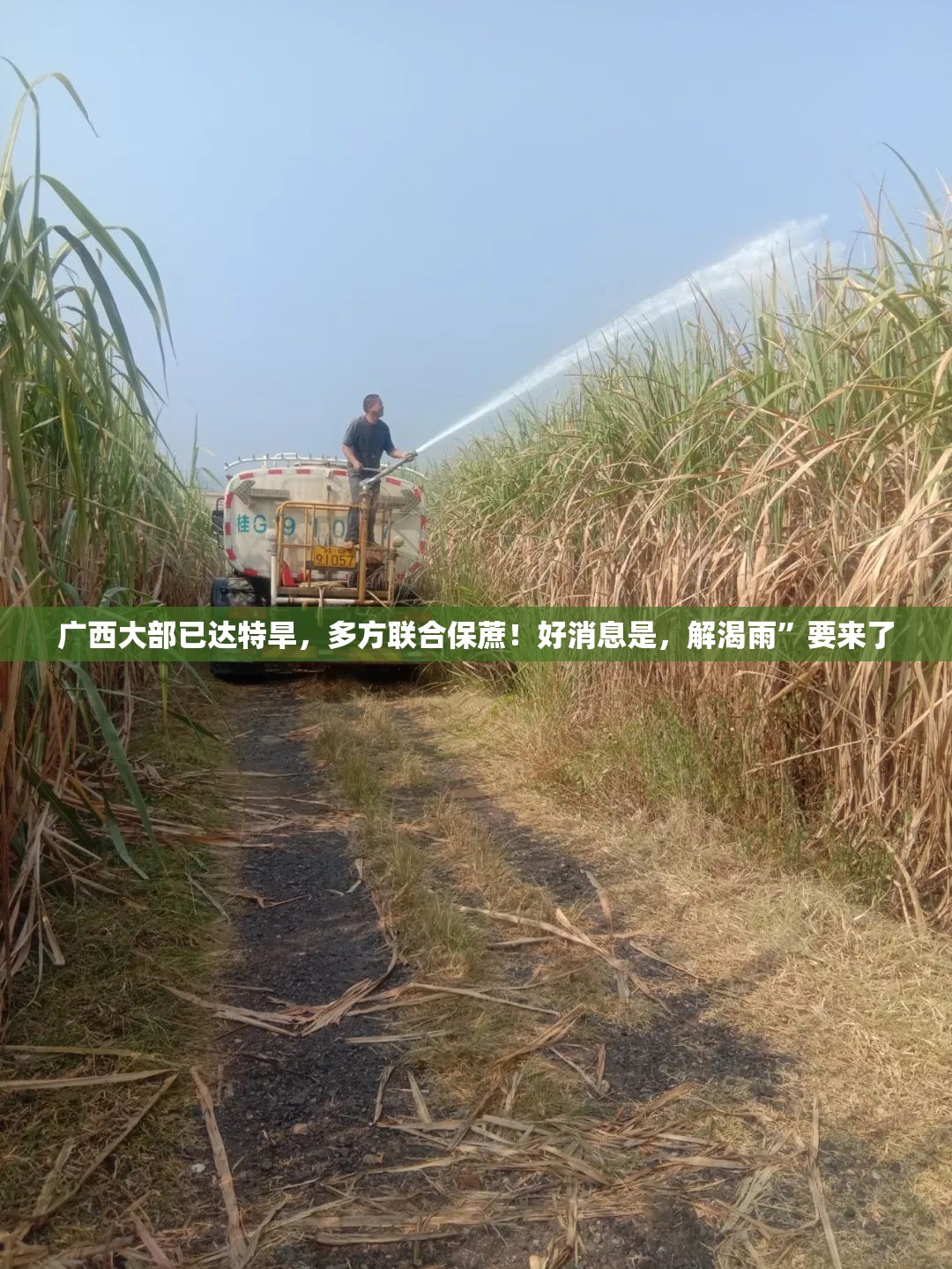 广西大部已达特旱，多方联合保蔗！好消息是，解渴雨”要来了